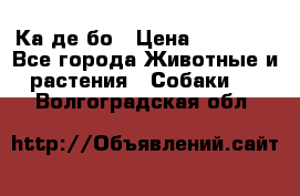 Ка де бо › Цена ­ 25 000 - Все города Животные и растения » Собаки   . Волгоградская обл.